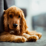 Cocker Spaniel Inglês (3)