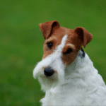 Fox Terrier (5)