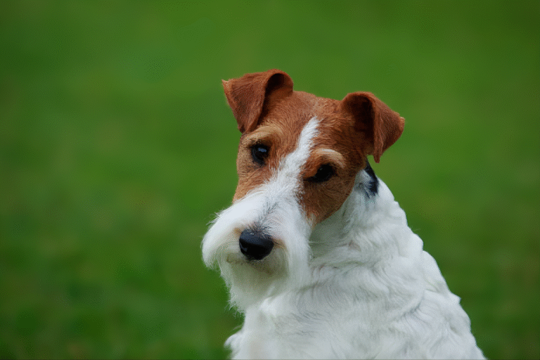 Fox Terrier (5)