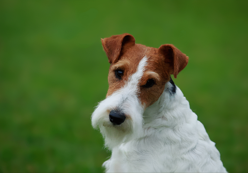 Fox Terrier (5)