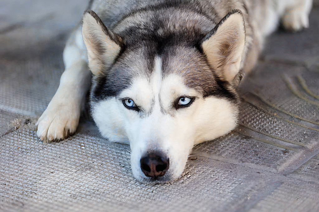 Husky Siberiano