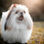 Lhasa Apso (1)
